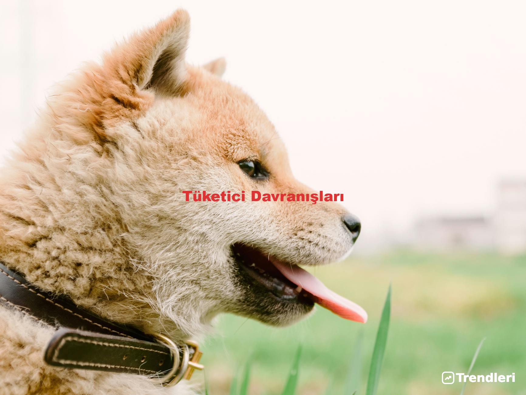 Tüketici Davranışları