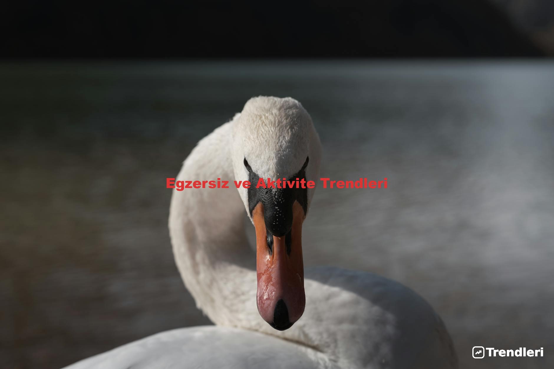 Egzersiz ve Aktivite Trendleri