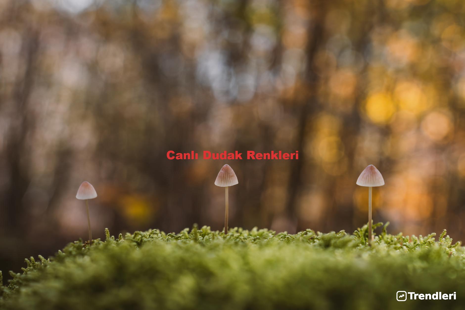 Canlı Dudak Renkleri