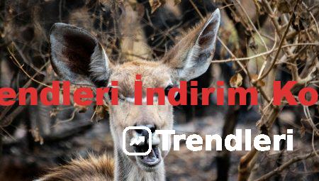 Trendleri İndirim Kodu