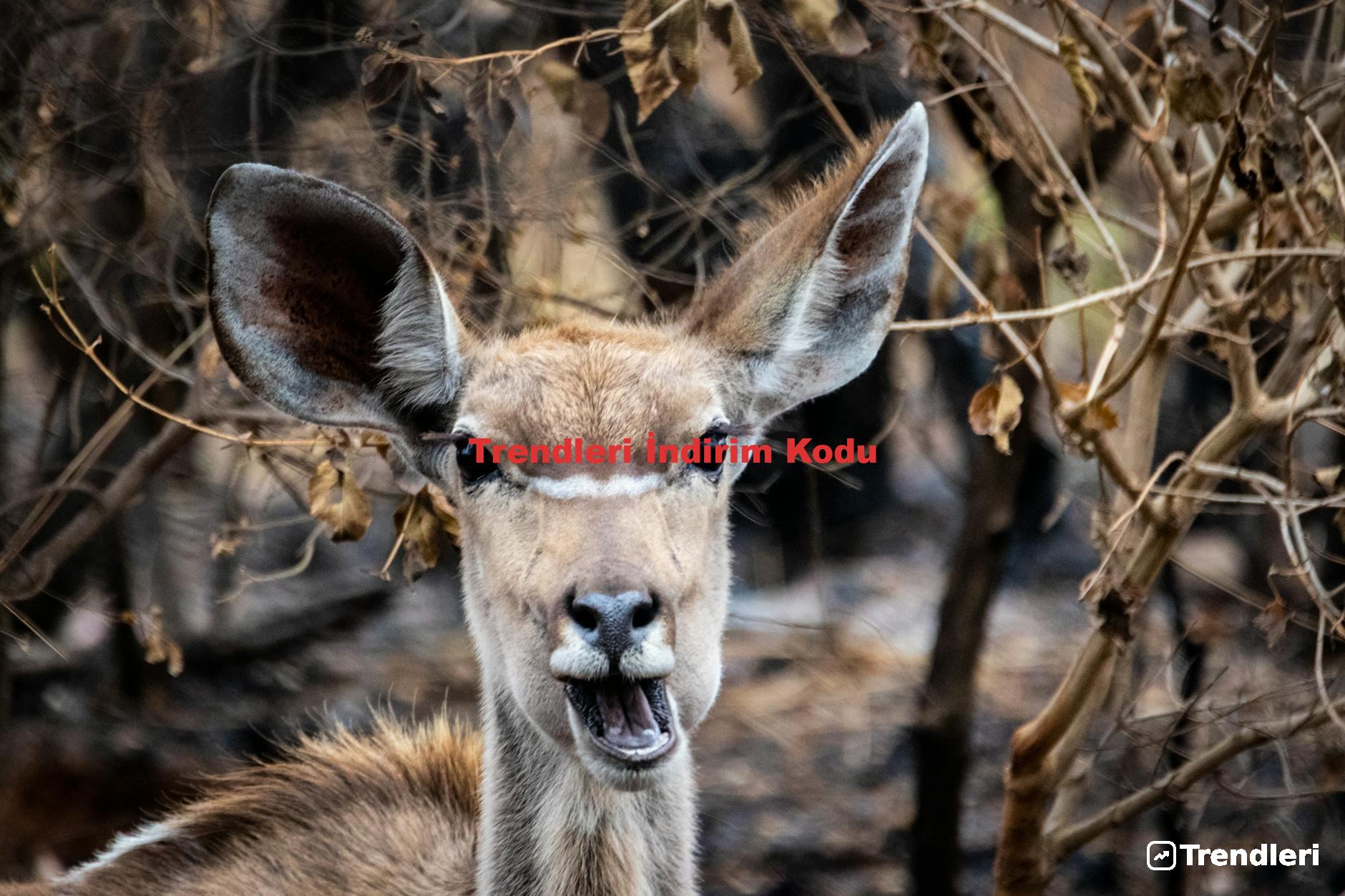 Trendleri İndirim Kodu