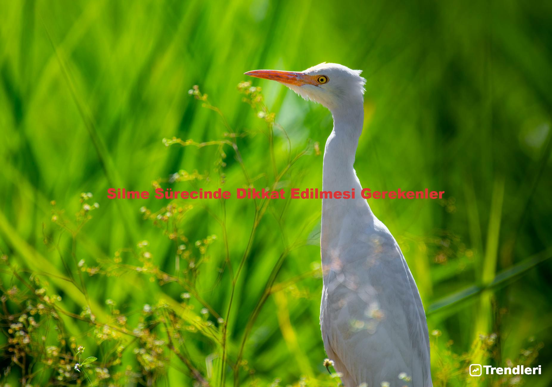 Silme Sürecinde Dikkat Edilmesi Gerekenler
