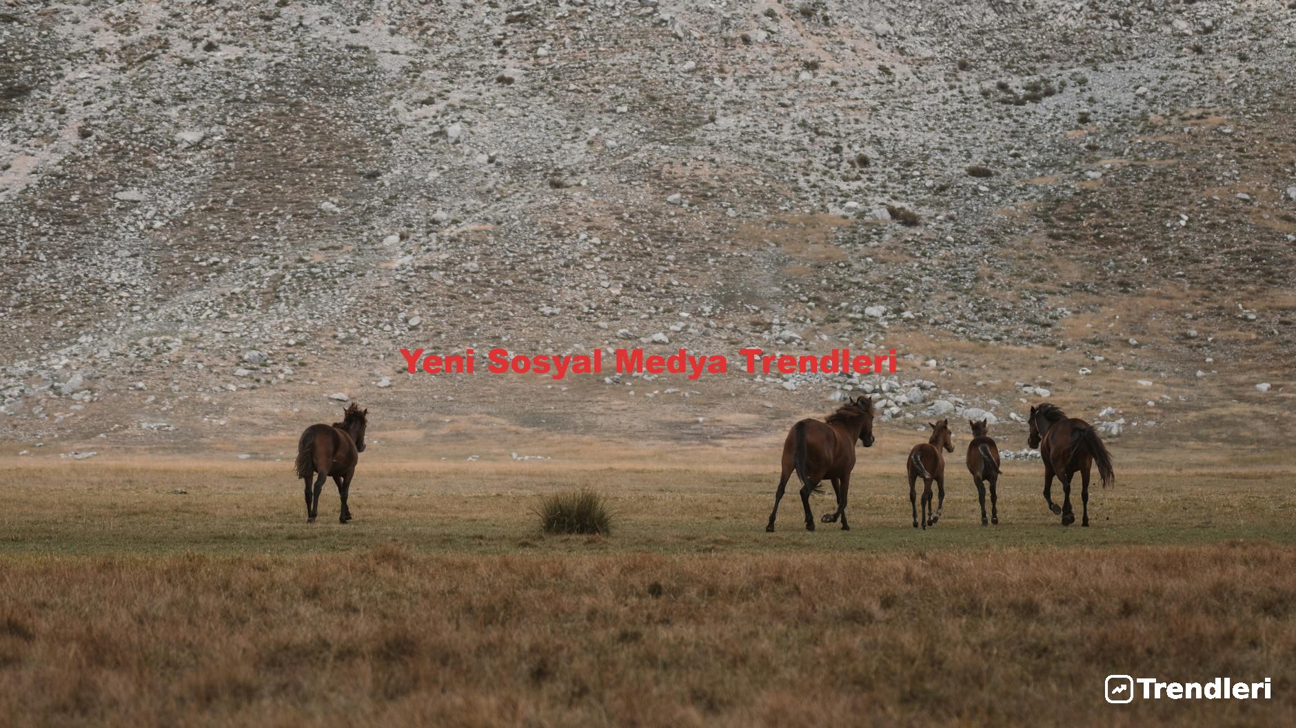 Yeni Sosyal Medya Trendleri