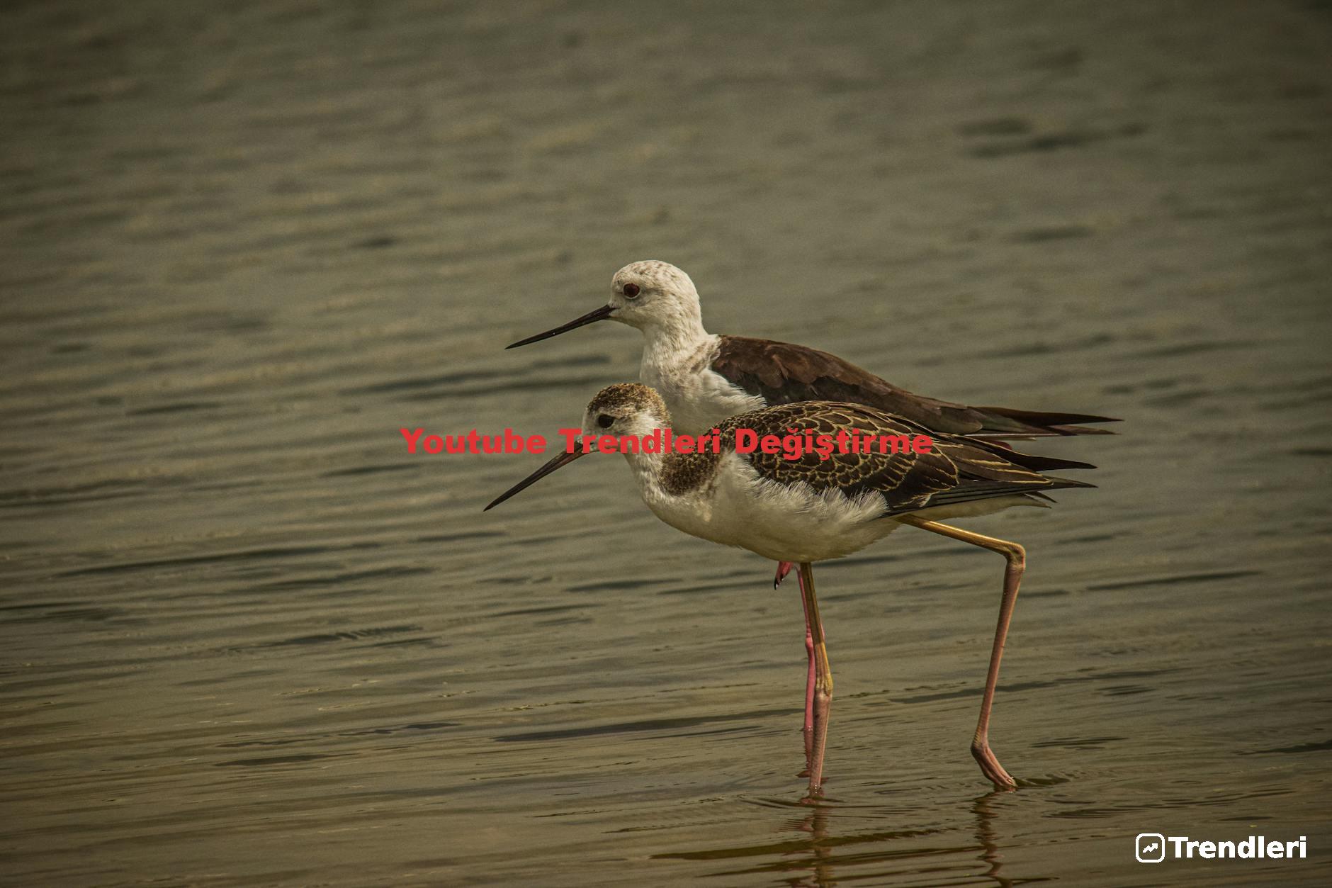 Youtube Trendleri Değiştirme