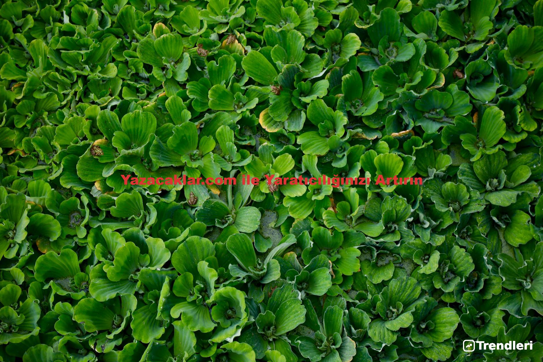 Yazacaklar.com ile Yaratıcılığınızı Artırın