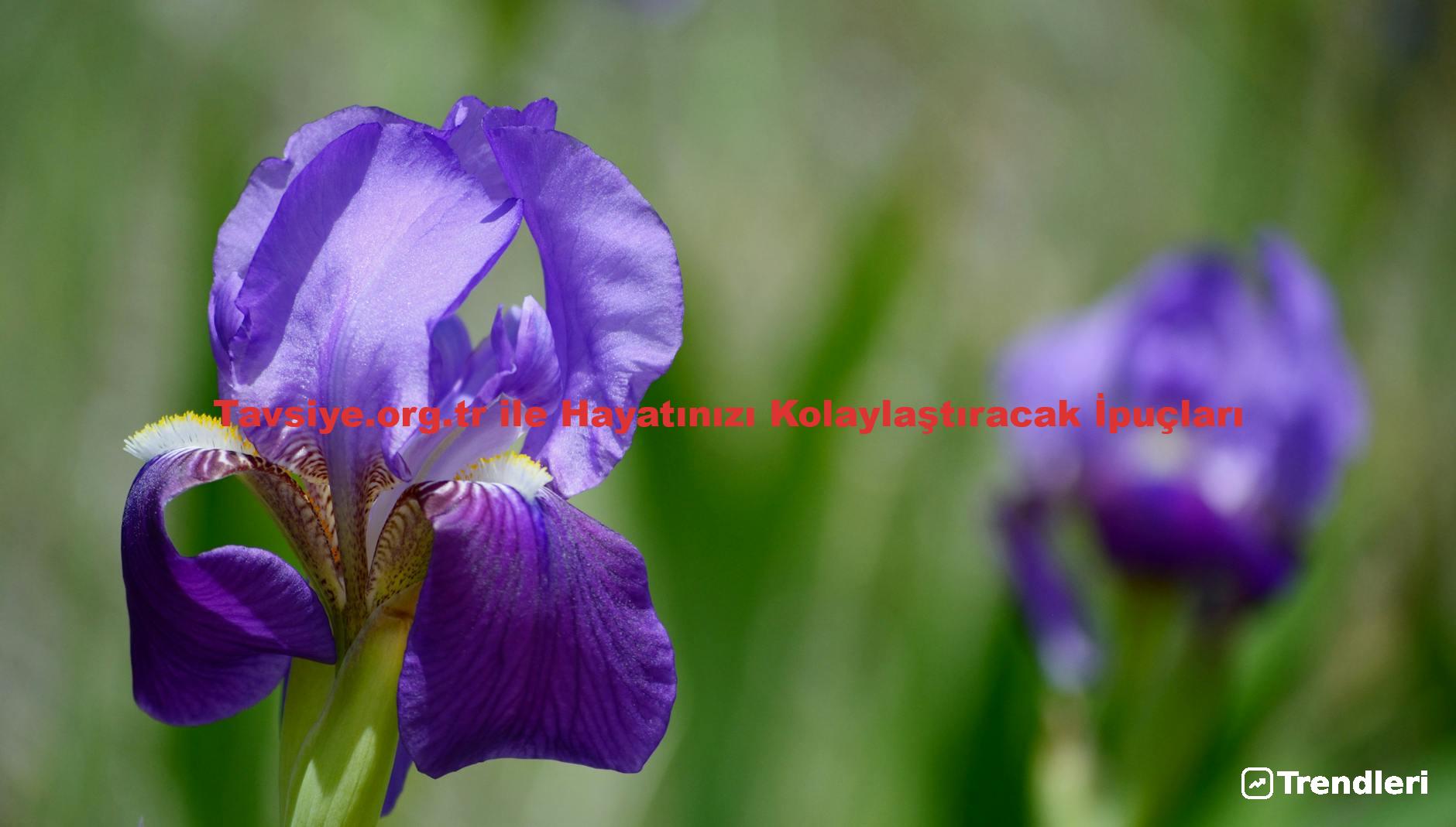 Tavsiye.org.tr ile Hayatınızı Kolaylaştıracak İpuçları
