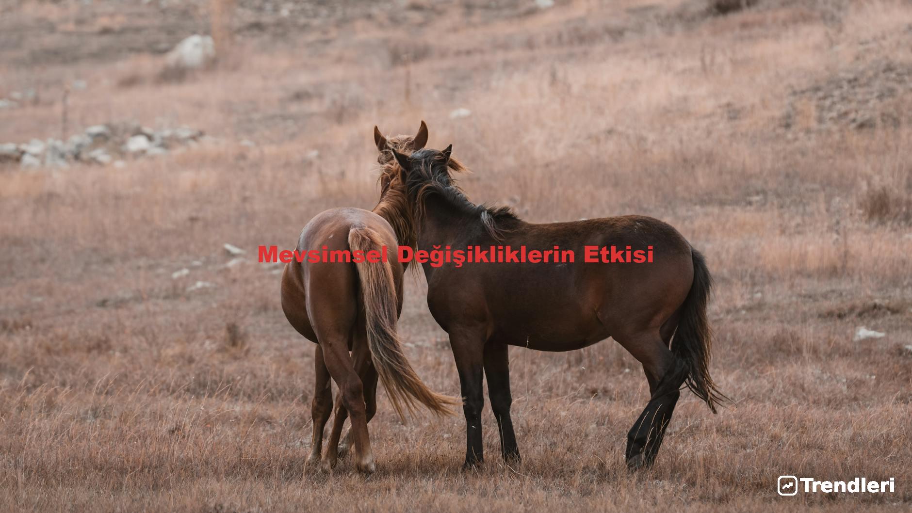 Mevsimsel Değişikliklerin Etkisi